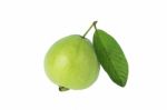 One Guava Stock Photo