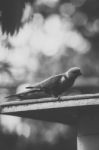 Rainbow Lorikeet Stock Photo