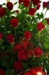 Bunch Of Red Roses Stock Photo