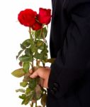 Holding Red Rose Stock Photo