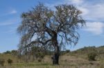 Lonely Dead Tree Stock Photo