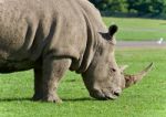 Postcard With A Rhinoceros Eating The Grass Stock Photo