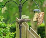 Rat Pinching Bird Food Stock Photo