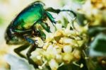 Green Chafer Stock Photo