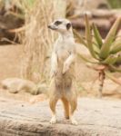 One Meerkat Looking Around Stock Photo