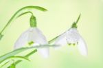 Spring Snowdrops Stock Photo