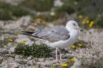 Young Seagulls Near The Cliffs Stock Photo