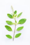 Holy Basil On White Background Stock Photo