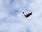 Stork In Flight  At Faro In Portugal Stock Photo