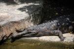 Tomistoma (tomistoma Schlegelii) Resting At The Bioparc Fuengiro Stock Photo