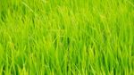 Green Grass Background Stock Photo