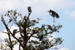 Group Of Herons Stock Photo