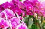 Purple Orchid With Beautiful Stock Photo