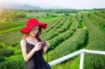 Beautiful Girl With Red Hat In Green Tea Mountain Stock Photo