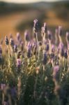 Beautiful Deep Purple Lavender Plants In Nature Stock Photo