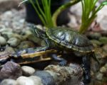 Bright Green Terrapins Stock Photo