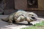 Rhinoceros Iguana (cyclura Cornuta) In The Bioparc Fuengirola Stock Photo