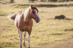 Horse In The Countryside Stock Photo