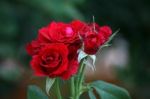 Red Roses Stock Photo