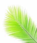 Coconut Leaf Isolated On White Background Stock Photo