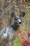 Mule Deer (odocoileus Hemionus) Stock Photo