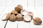 Several Clam Shells Isolated Stock Photo