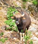 Gaur Or Seladaing Stock Photo