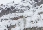 Deer In The Snow! Stock Photo