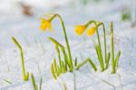 Daffodil Blooming Through The Snow Stock Photo