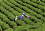 Dalat, Vietnam, July 30, 2016: A Group Of Farmers Picking Tea On A Summer Afternoon In Cau Dat Tea Plantation, Da Lat, Vietnam Stock Photo