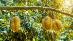 Durian On Tree Stock Photo