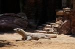 Fuengirola, Andalucia/spain - July 4 : Komodo Dragon (varanus Ko Stock Photo