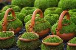 Moss Cover On Clay Pot For Decoration The Garden Stock Photo