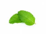 Fresh Mint Isolated On The White Background Stock Photo