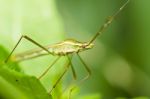 Daddy-long-legs On Green Leaf Stock Photo