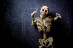 Human Skeleton Stock Photo