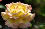 Yellow Rose (peace) Stock Photo