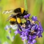 Bee Collecting Pollen Stock Photo