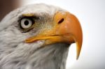 American Bald Eagle Stock Photo