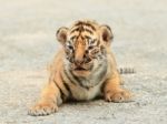 Baby Bengal Tiger Stock Photo