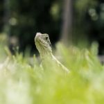 Water Dragon Outside During The Day Stock Photo