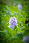 Water Hyacinth Flower Stock Photo