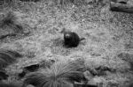 Tasmanian Devil Found During The Day In Tasmania Stock Photo