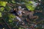 Close-up Shot Of A Marsh Frog Stock Photo