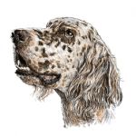 English Setter Stock Photo