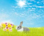 Cute Rabbit And Beauty Flower Spring Season Background Stock Photo