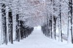 Row Of Trees In Winter With Falling Snow Stock Photo