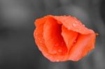 red Poppy Stock Photo