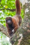 Wooly Monkey In The Amazonia Of Ecuador Stock Photo