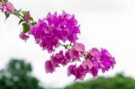 
Bougainvillea Stock Photo